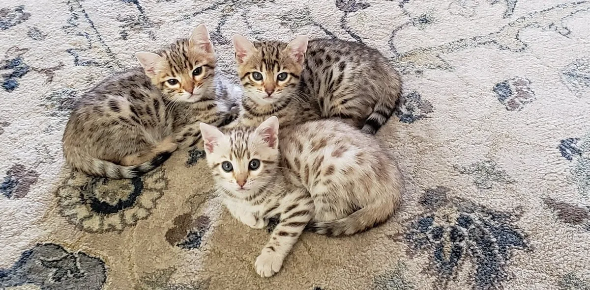 Kitten Inco Bengal Kittens Available